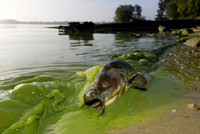 Green Water Blues
